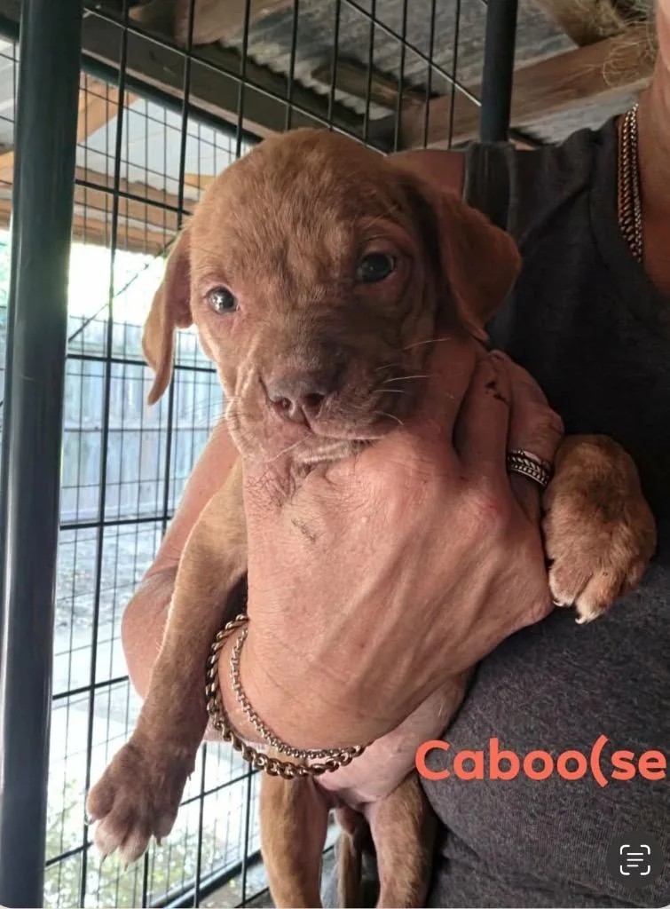 Caboose