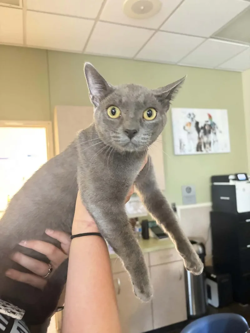 An adult small-sized male Domestic Short Hair cat named Ivan for adoption in Rockwall, TX