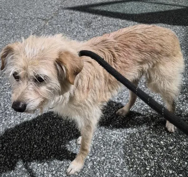 An adult medium-sized male Terrier dog named Pen c for adoption in Lawrenceville, GA