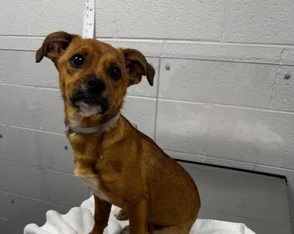 A baby small-sized female Mixed Breed dog named Balcony for adoption in Sevierville, TN