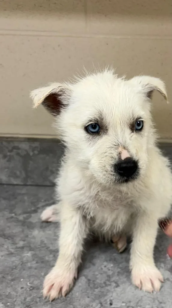 Bird  Sparrow thumbnail 2