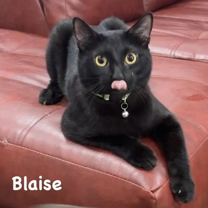Blaise thumbnail 5