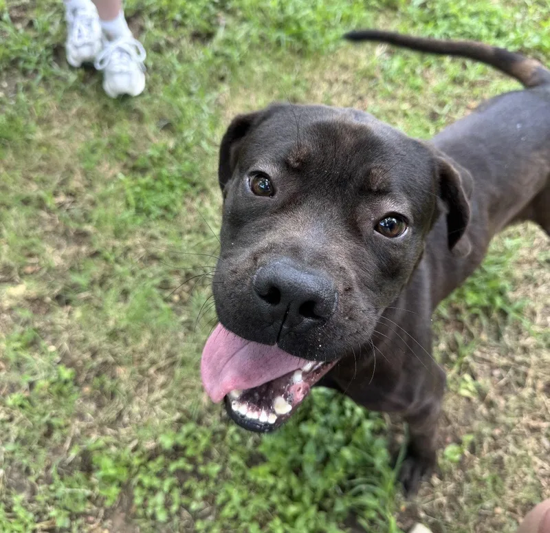 A young medium-sized male Labrador Retriever dog named Jonas for adoption in Houston, TX