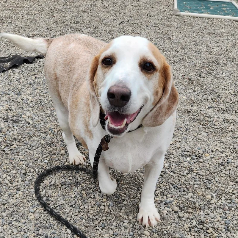 An adult medium-sized male Brown / Chocolate Beagle dog named Buck for adoption in Fort Wayne, IN