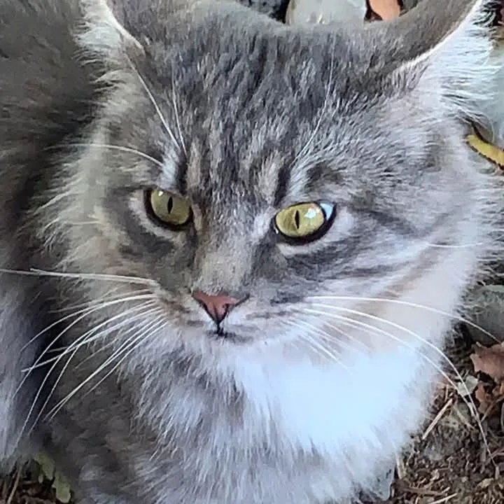 Squeeky
