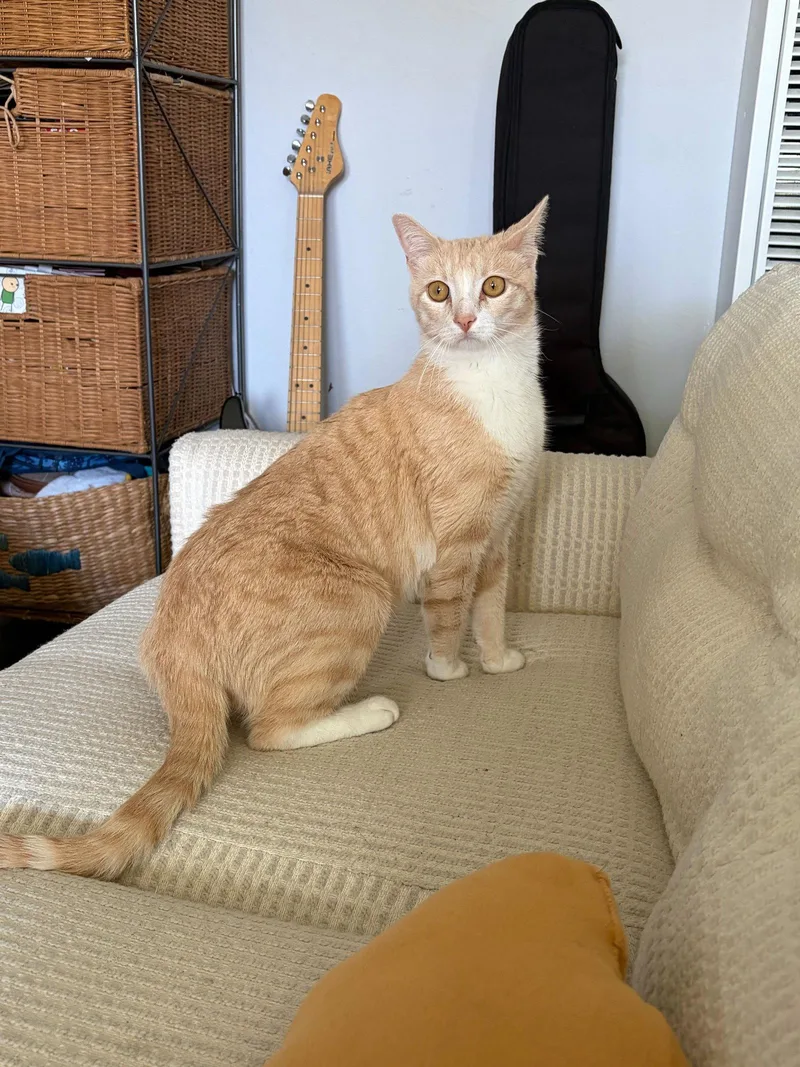 An adult medium-sized male Orange & White Domestic Short Hair cat named Strudel for adoption in Riverside, CA