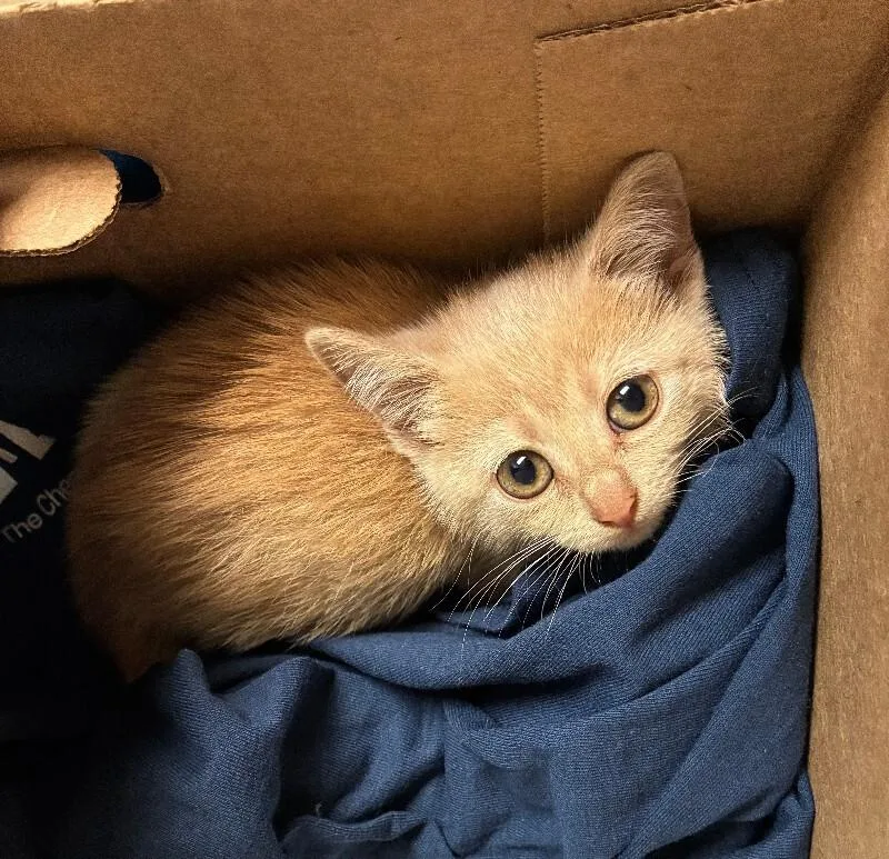 A young small-sized male Orange / Red Domestic Short Hair cat named Funyun for adoption in Cincinnati, OH