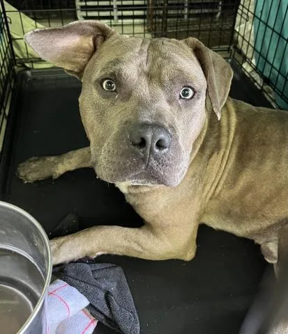 A young large-sized male Mixed Breed dog named Gimli for adoption in Pensacola, FL