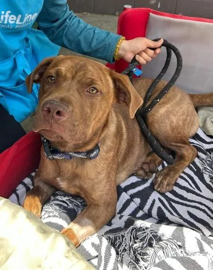 A baby medium-sized male Mixed Breed dog named Club for adoption in Chamblee, GA