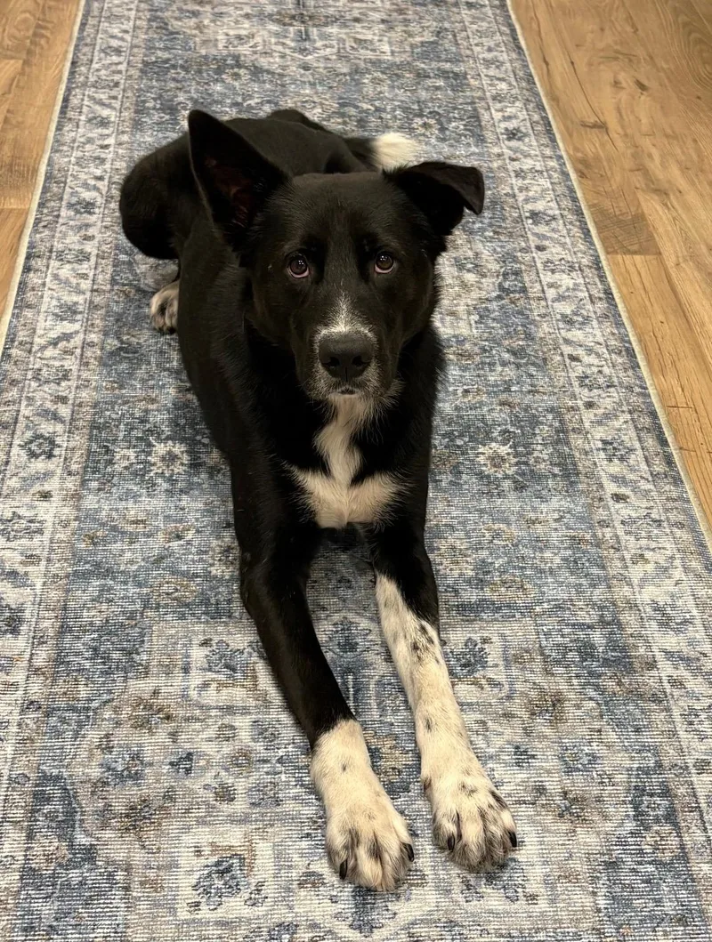 A young medium-sized male Black Border Collie dog named Bluey for adoption in Houston, TX