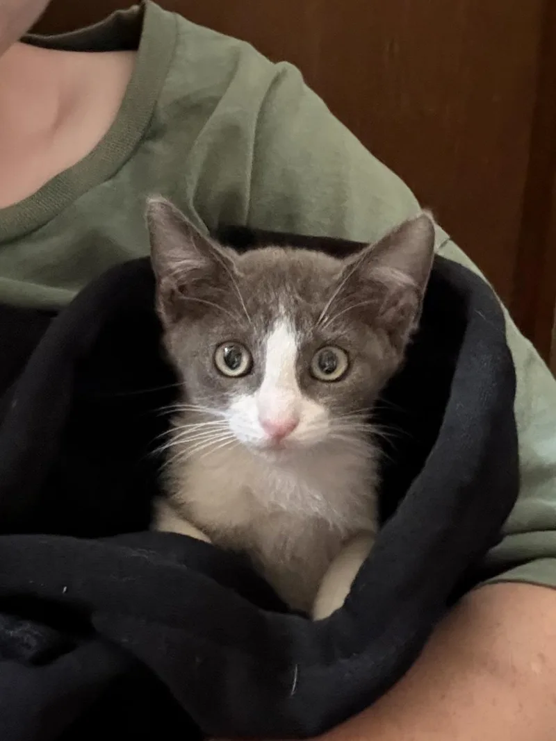 A baby medium-sized female Gray / Blue / Silver Domestic Short Hair cat named Flee for adoption in Peoria, AZ