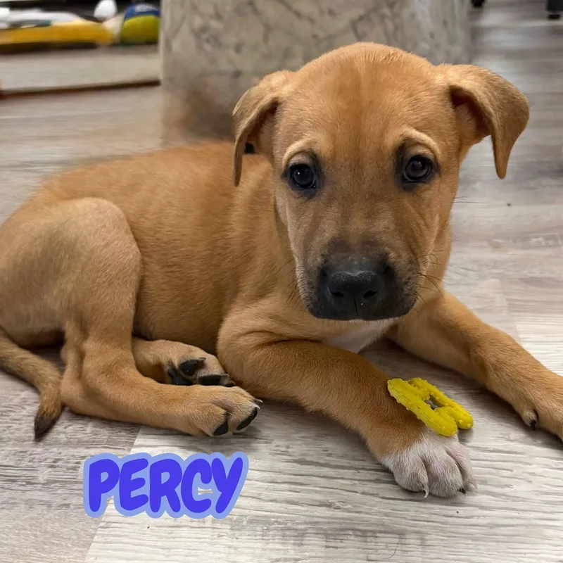 Percy