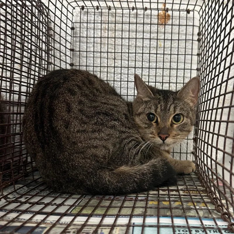An adult medium-sized female Brown / Chocolate Domestic Short Hair cat named Dobby for adoption in Edinburg, TX