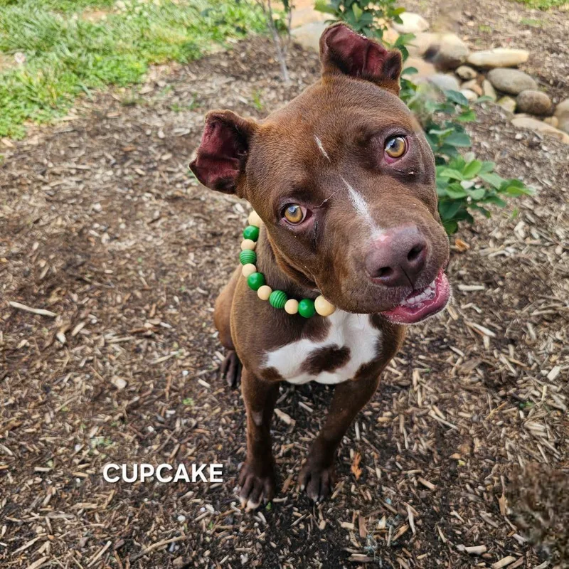 Cupcake thumbnail 2