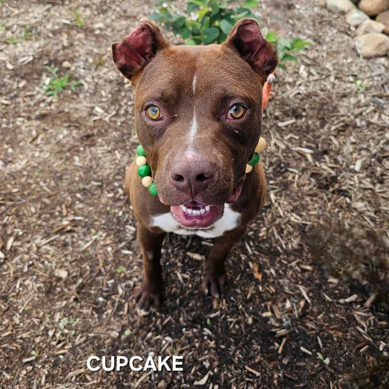 Cupcake thumbnail 3