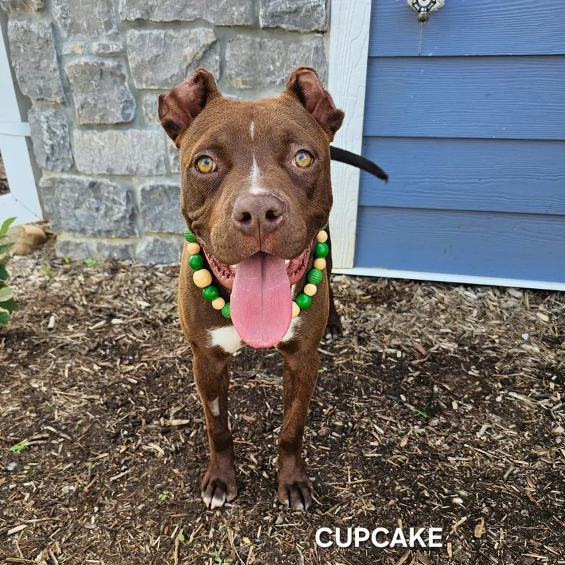 Cupcake thumbnail 5