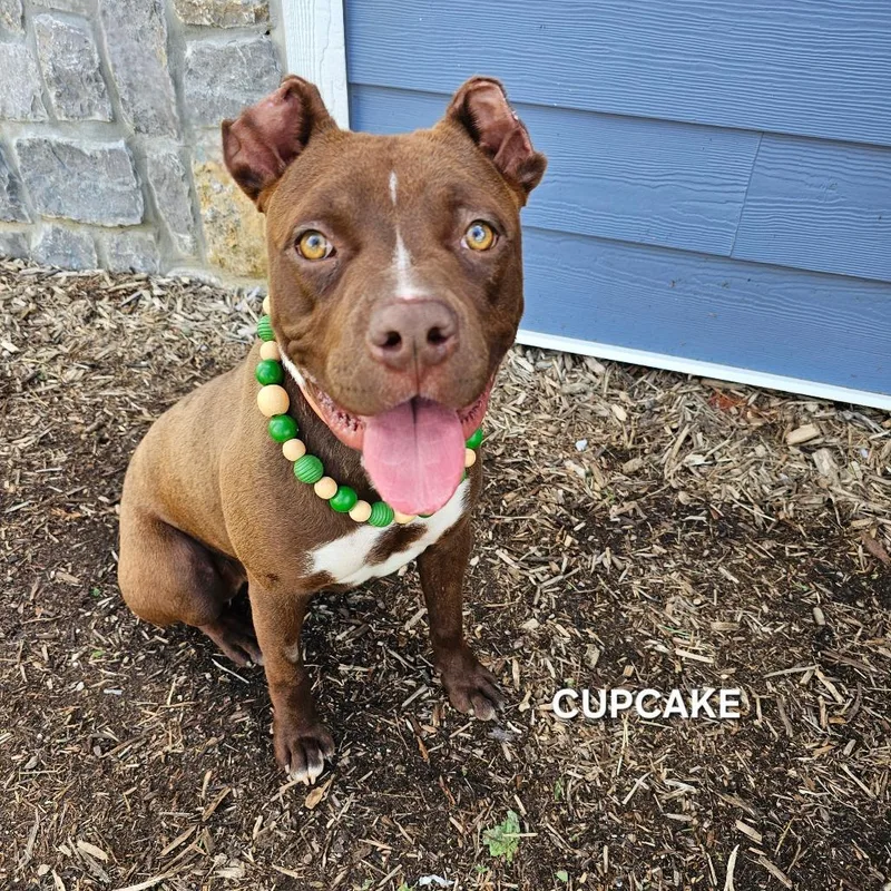 Cupcake thumbnail 6