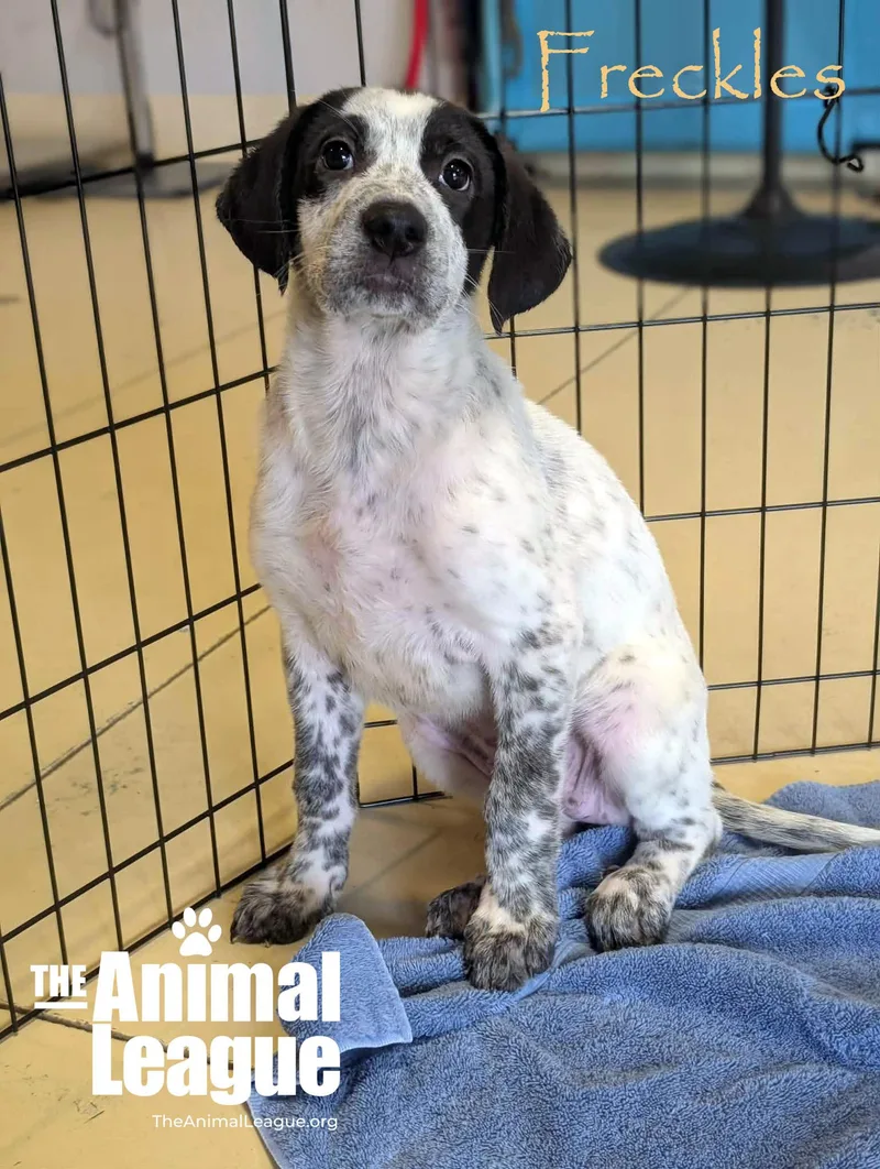 A baby medium-sized female Black Labrador Retriever dog named Freckles for adoption in Groveland, FL