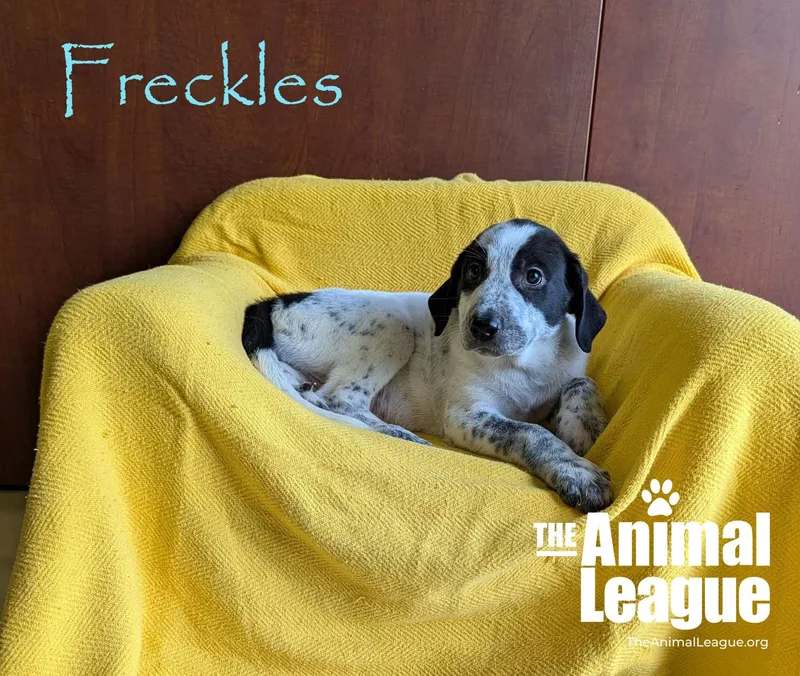 Freckles thumbnail 2