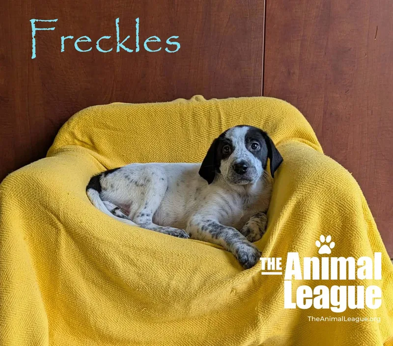 Freckles thumbnail 6