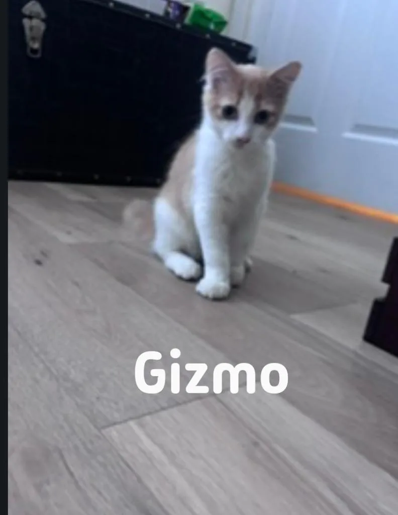 Gizmo