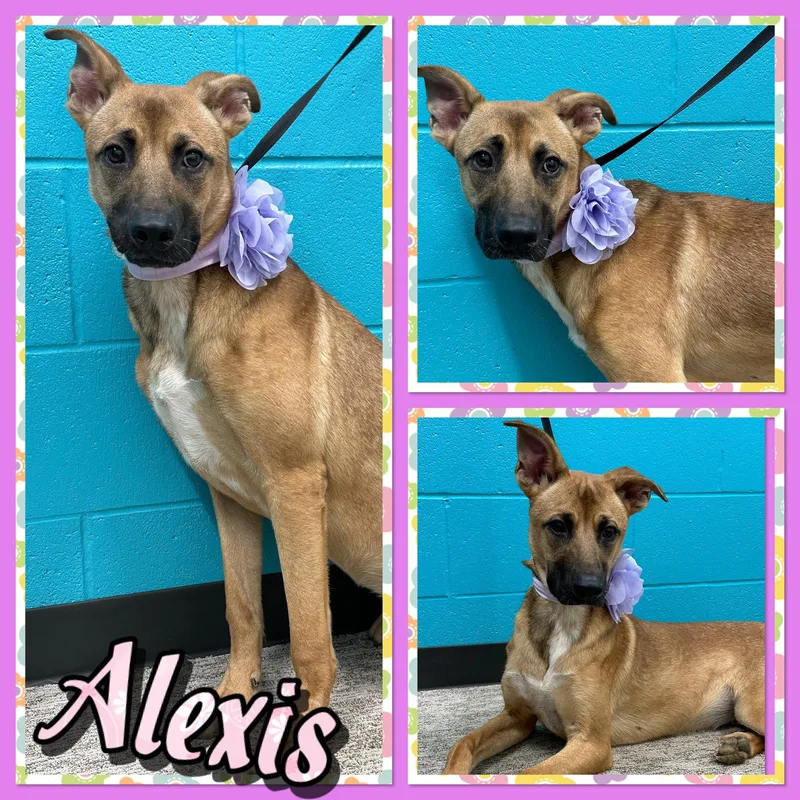 An adult medium-sized female Yellow / Tan / Blond / Fawn Shepherd dog named Alexis for adoption in Seagoville, TX