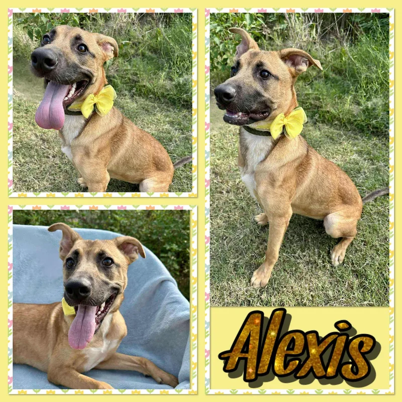 Alexis thumbnail 2