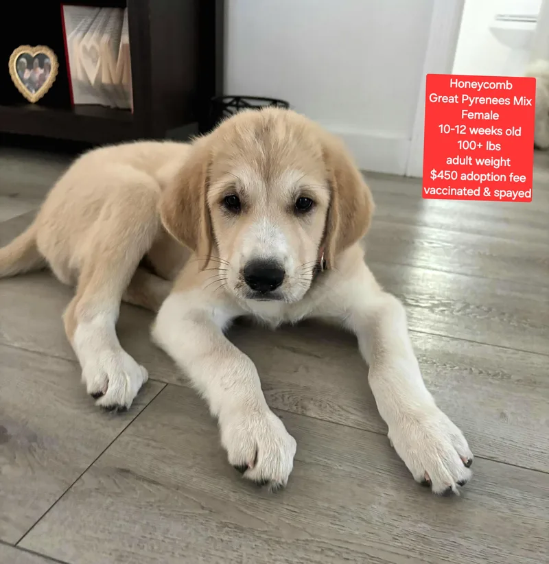 A baby extra large-sized female Great Pyrenees dog named Honeycomb for adoption in Oviedo, FL