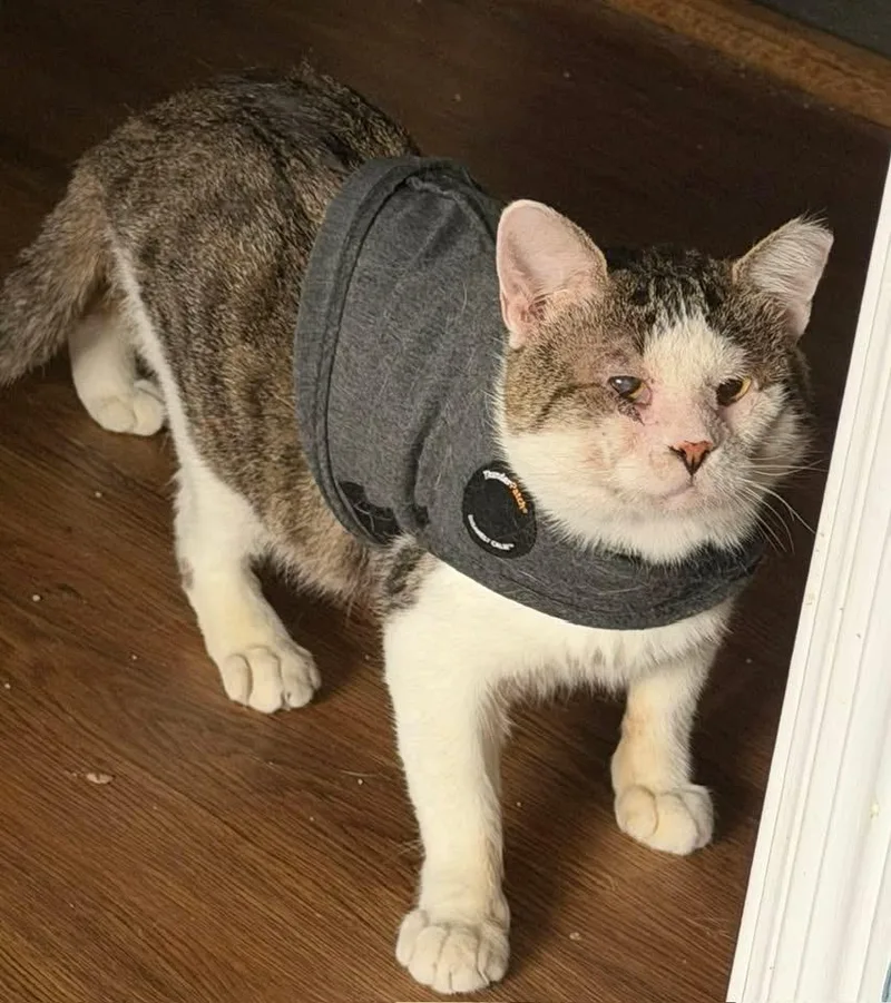 An adult large-sized male Gray & White Domestic Short Hair cat named Mittens & Crumb for adoption in Mokena, IL