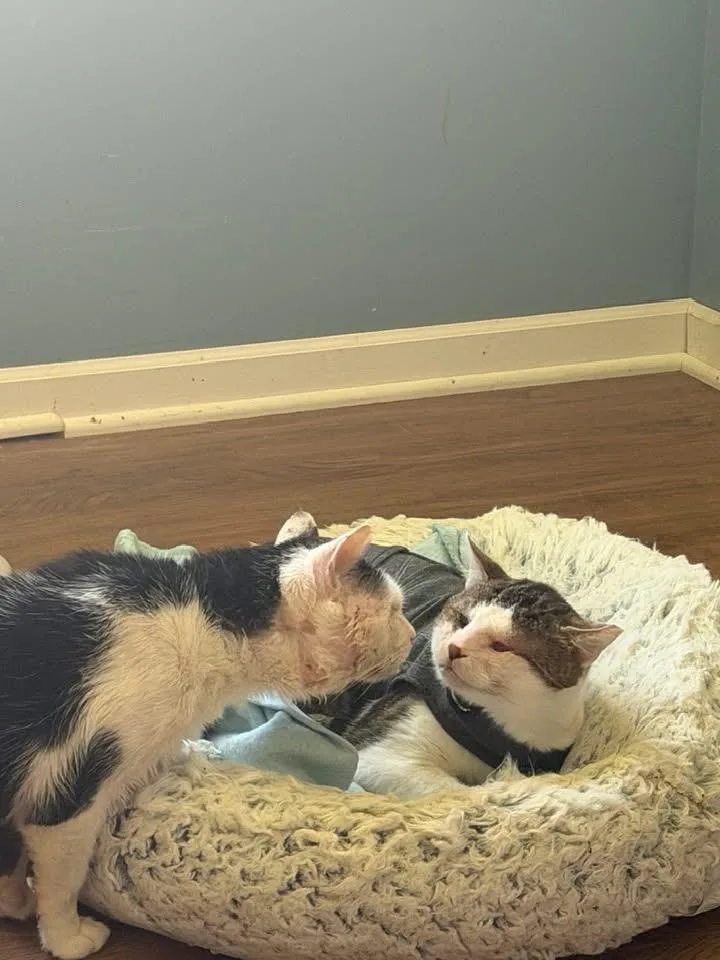 Mittens & Crumb thumbnail 3