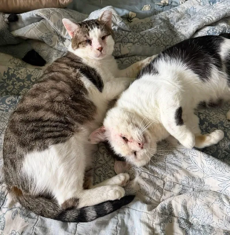 Mittens & Crumb thumbnail 4
