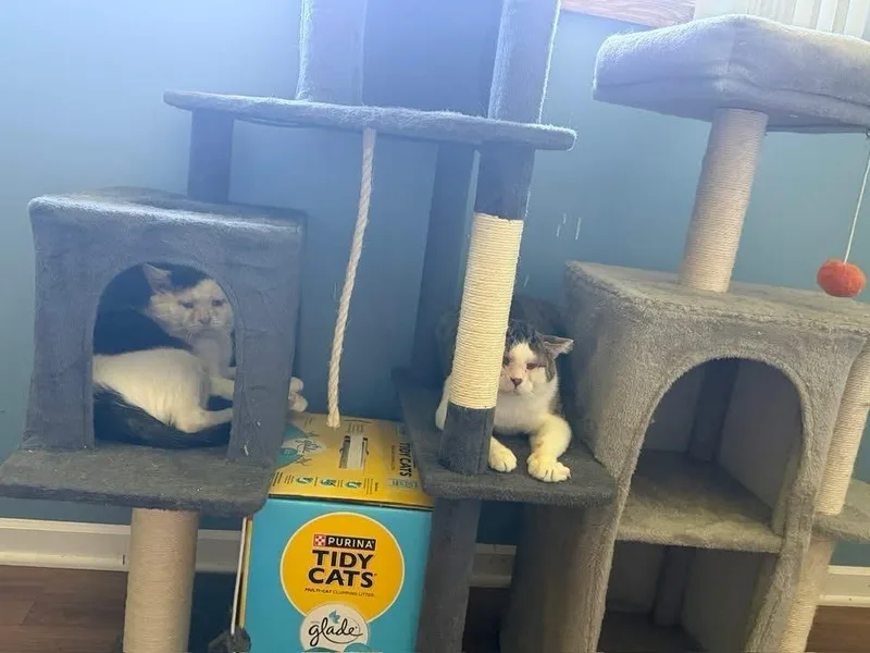Mittens & Crumb thumbnail 5