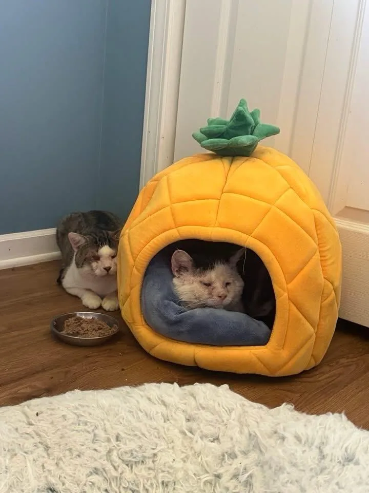 Mittens & Crumb thumbnail 6