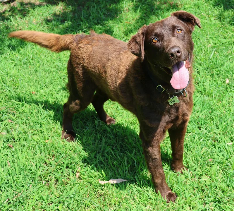 A young medium-sized male Brown / Chocolate Chesapeake Bay Retriever dog named Bo for adoption in Harrison, NY