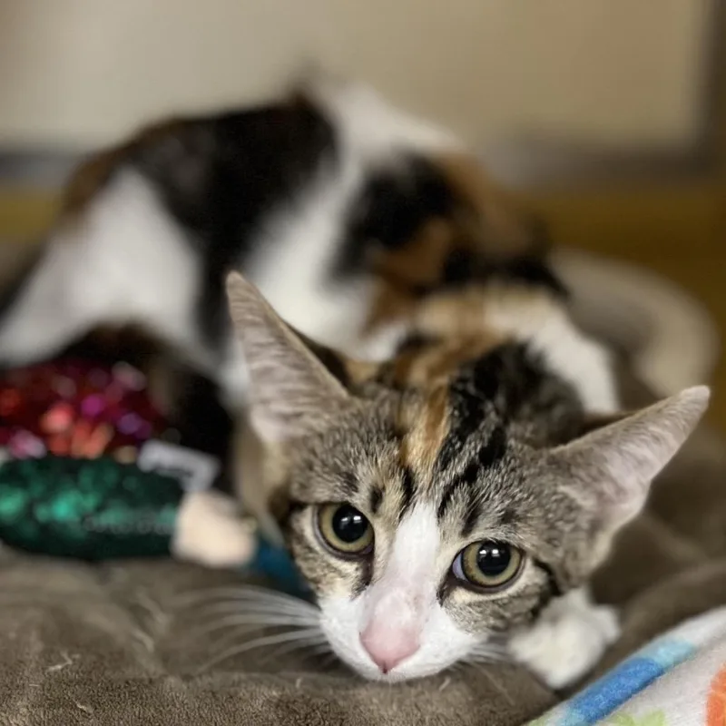 A baby small-sized female Calico Domestic Short Hair cat named Penny for adoption in Las Vegas, NV