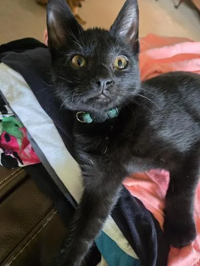 A baby medium-sized male Black Bombay cat named Luke for adoption in Liverpool, TX