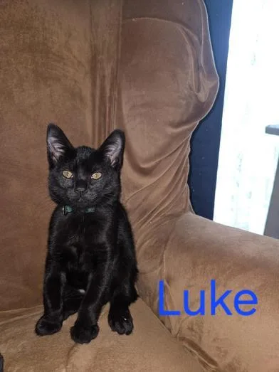 Luke thumbnail 4