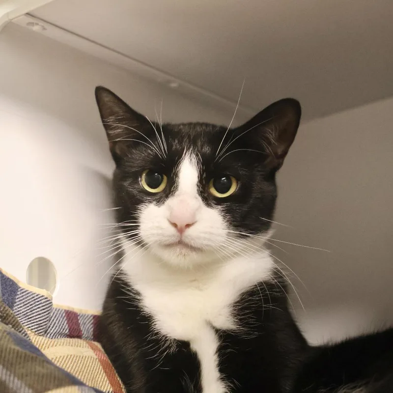 A young small-sized female Black Domestic Short Hair cat named Sassy for adoption in Briarcliff Manor, NY