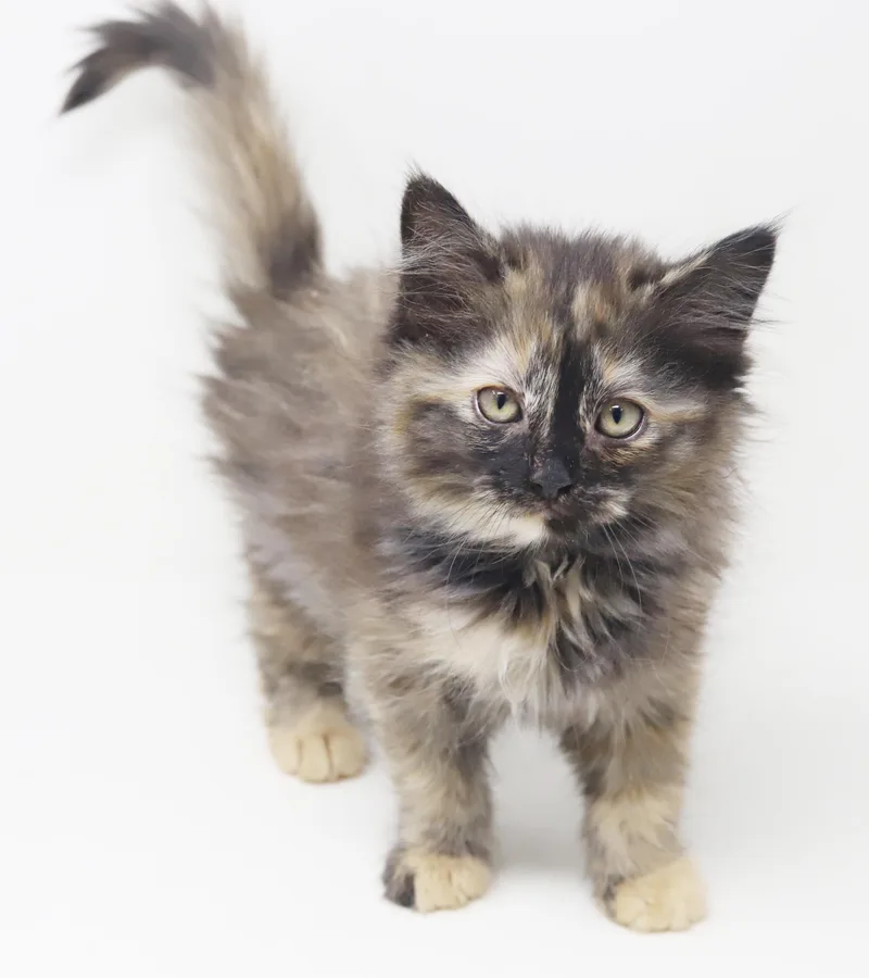 Penelope Is Definitely Purrfect