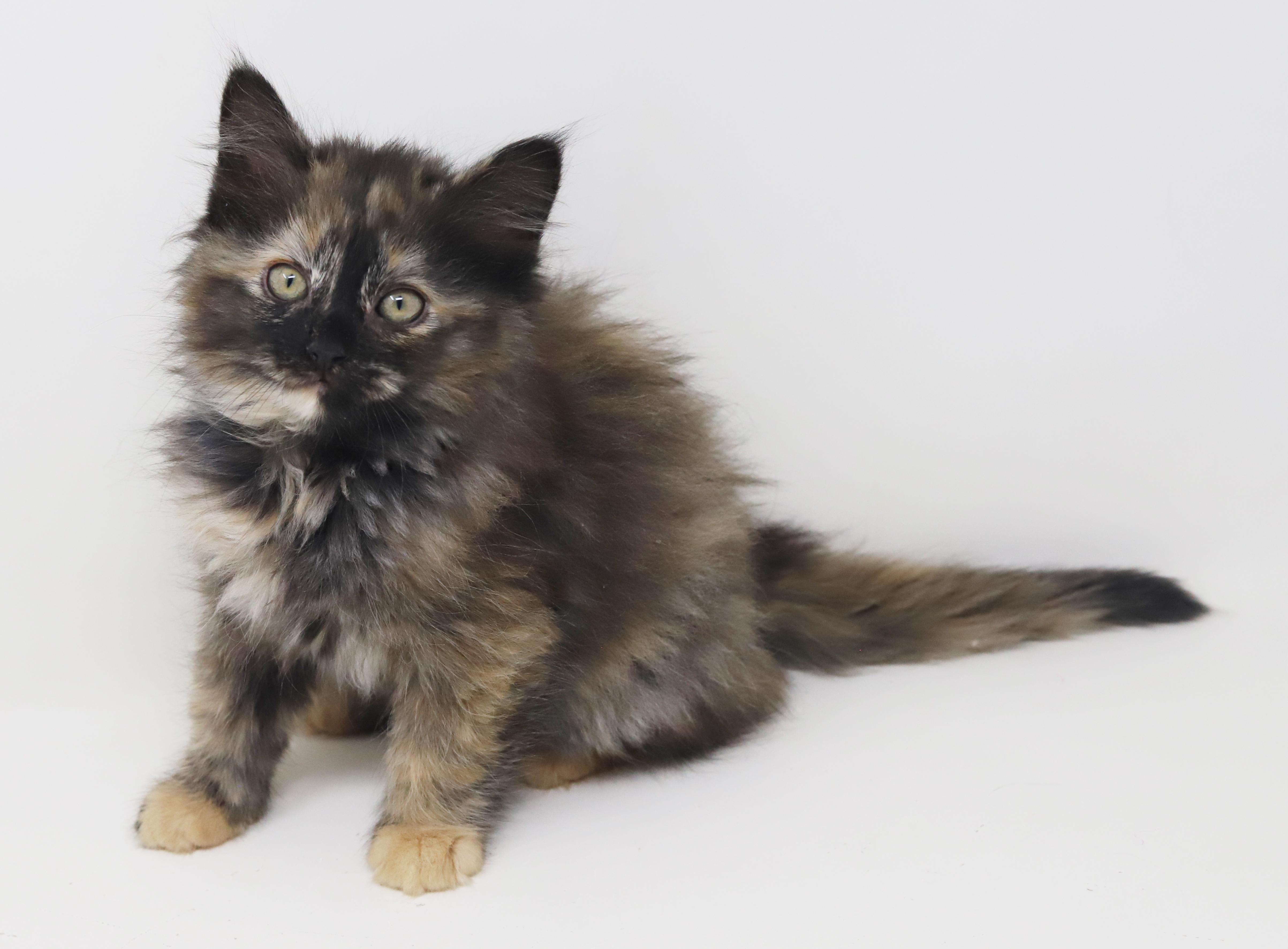 Penelope Is Definitely Purrfect thumbnail 2