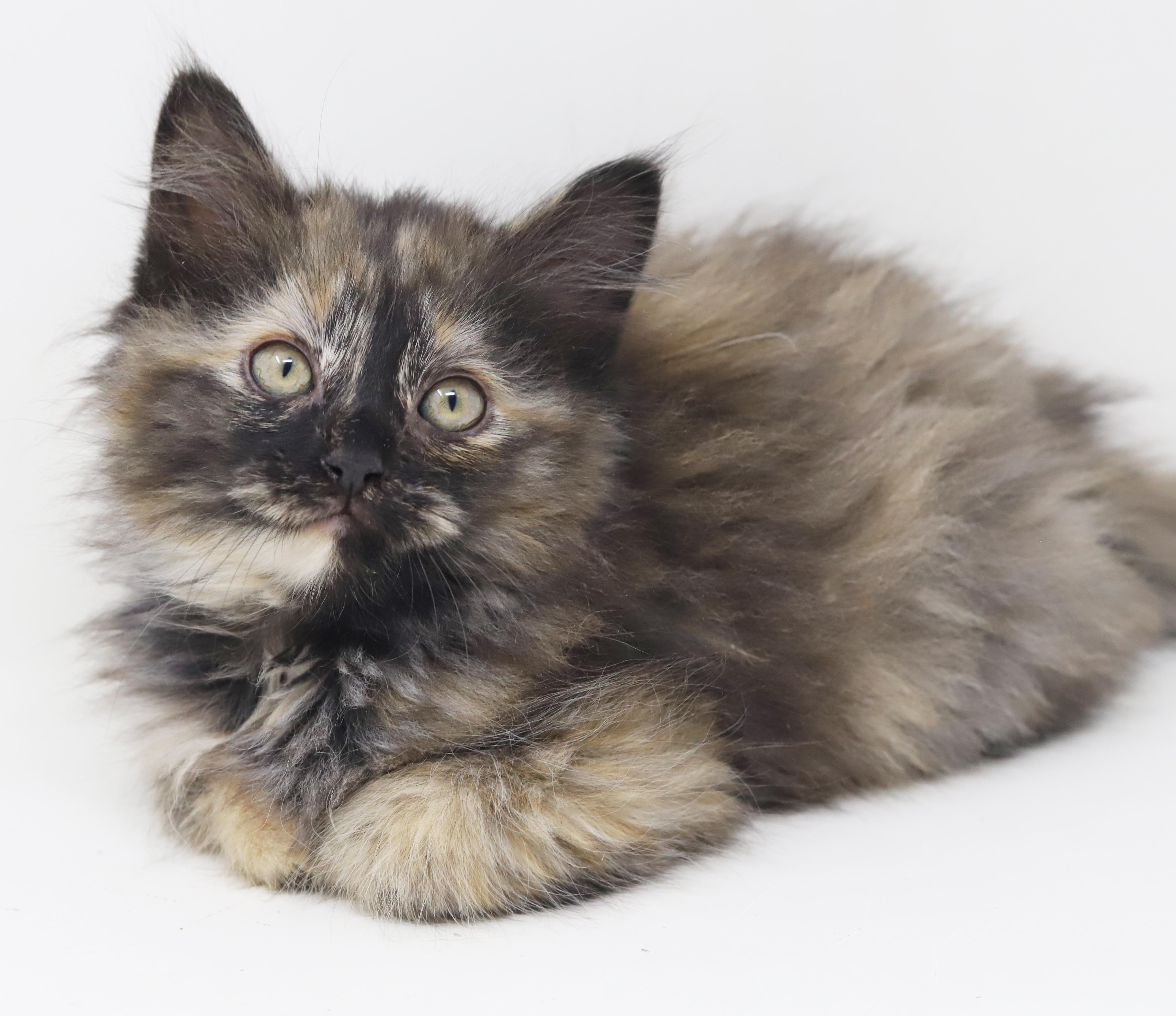 Penelope Is Definitely Purrfect thumbnail 3