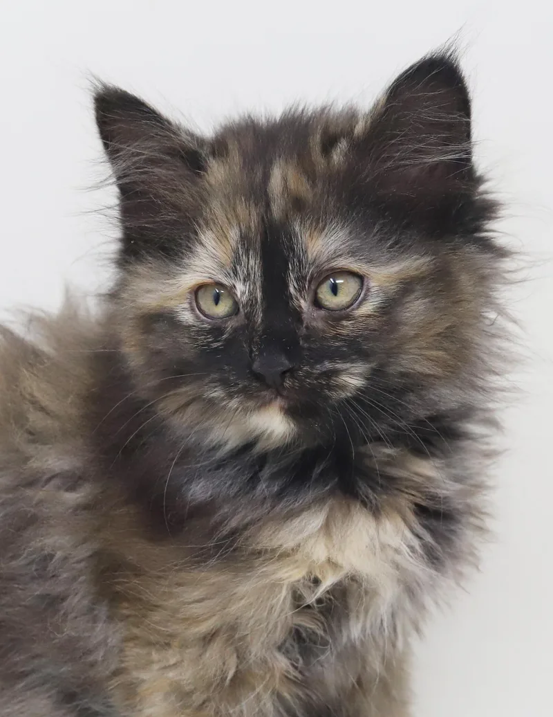 Penelope Is Definitely Purrfect thumbnail 4
