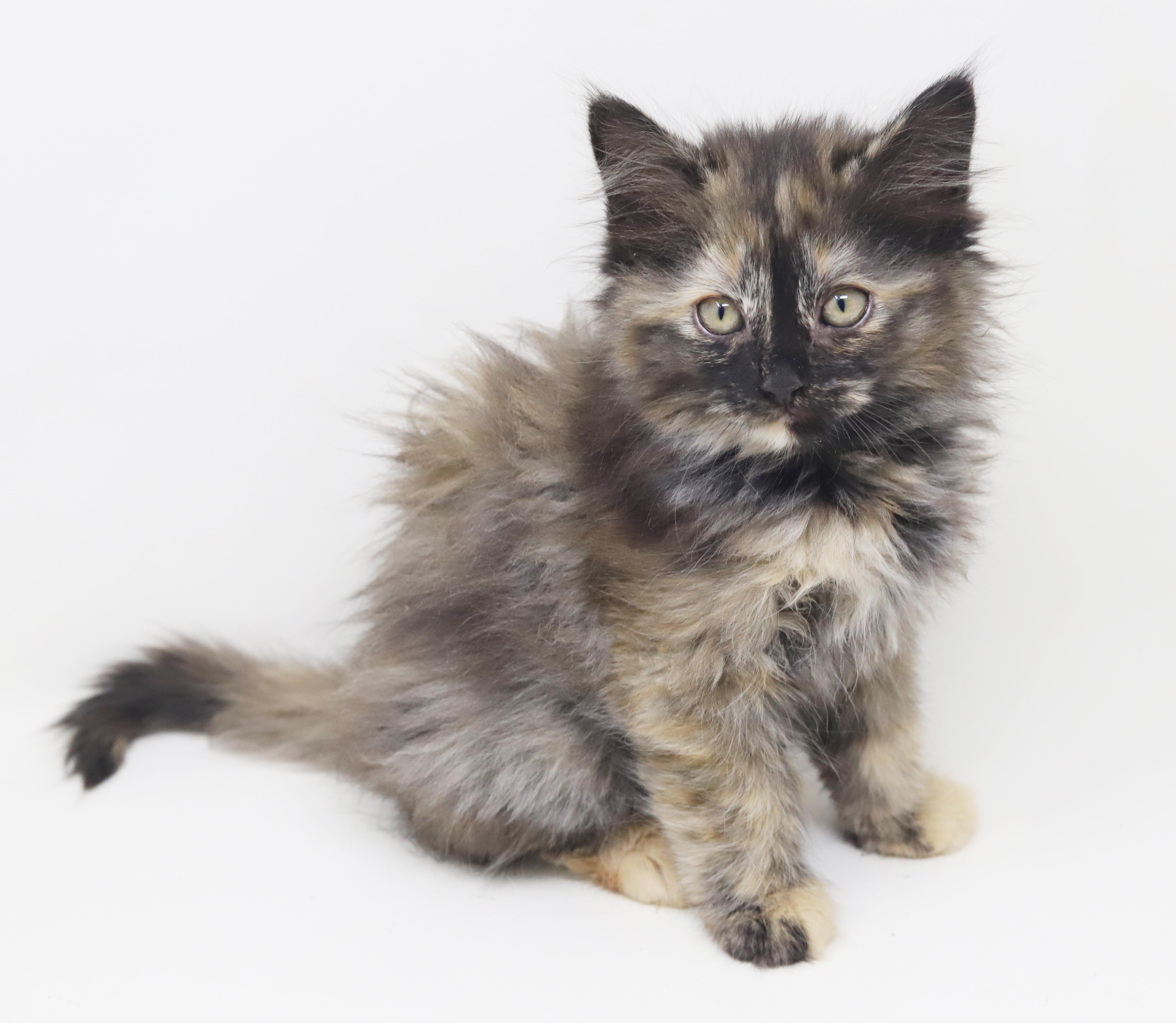 Penelope Is Definitely Purrfect thumbnail 5