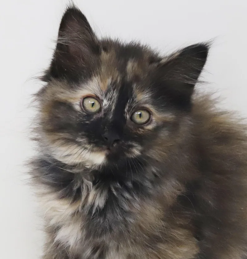 Penelope Is Definitely Purrfect thumbnail 6