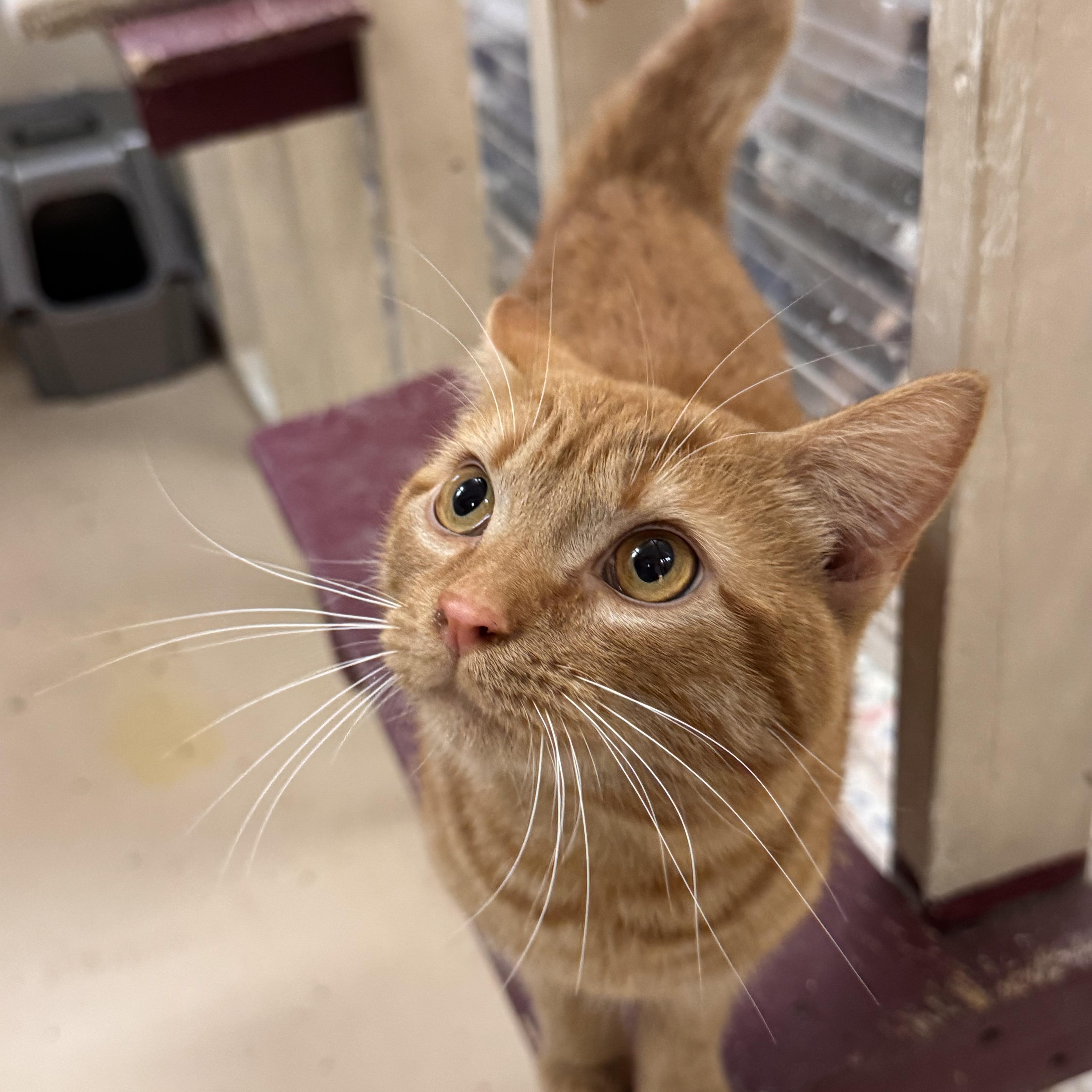 An adult medium-sized male Tabby (Orange / Red) Domestic Short Hair cat named Sherman for adoption in Logan, OH