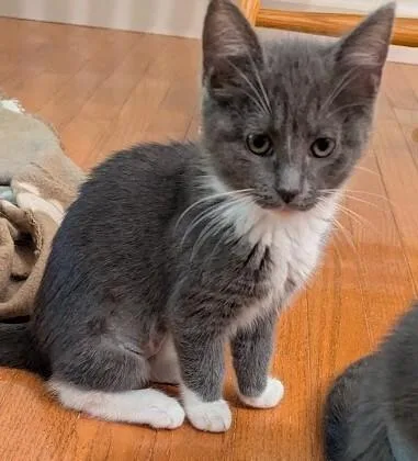 A baby medium-sized female Gray & White Domestic Short Hair cat named Cleo Cate for adoption in Colmar, PA