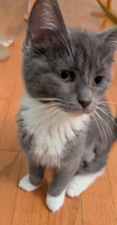 Cleo Cate thumbnail 2