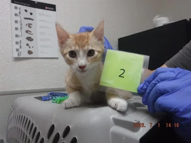A baby small-sized female Domestic Short Hair cat named Gouda for adoption in Oroville, CA