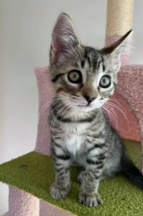 Alfie thumbnail 2