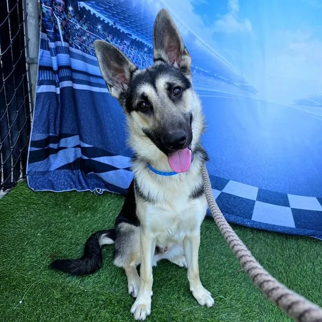 A young large-sized male German Shepherd Dog dog named Tonka for adoption in Long Beach, CA